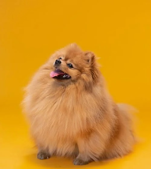 Adorable Pomeranian dog